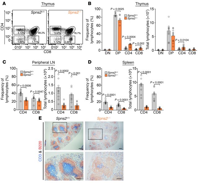 Egress of mature T cells from the thymus is impaired in Spns2–/– mice.
 ...