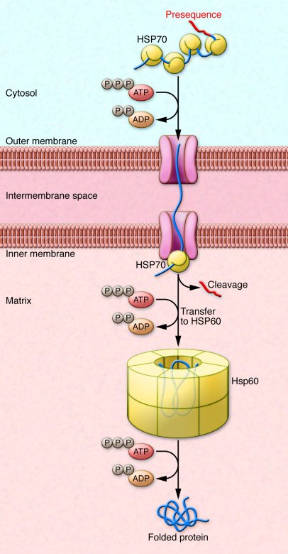 Protein import into the mitochondria.
Specific N-terminal sequences are ...