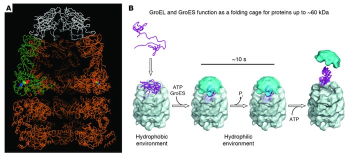 Chaperonin structure allows protein folding within mitochondria.
(A) The...