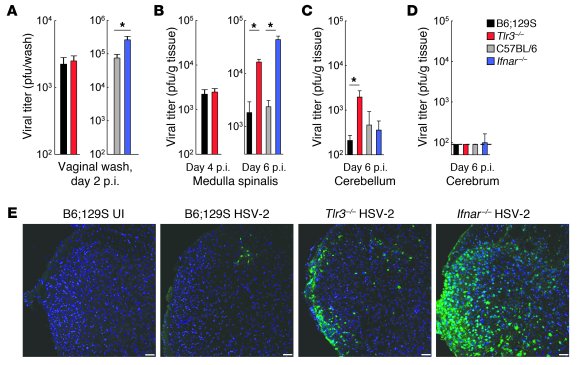
Tlr3–/– and Ifnar–/– mice have elevated viral load in the medulla spina...