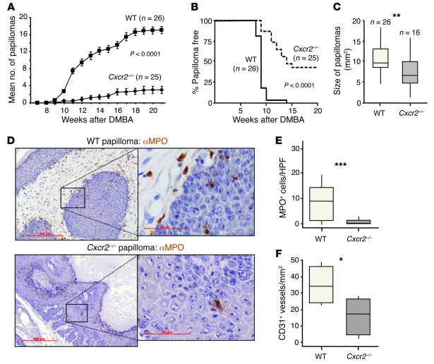 CXCR2 deficiency suppresses DMBA/TPA skin carcinogenesis.
(A–C) WT and C...