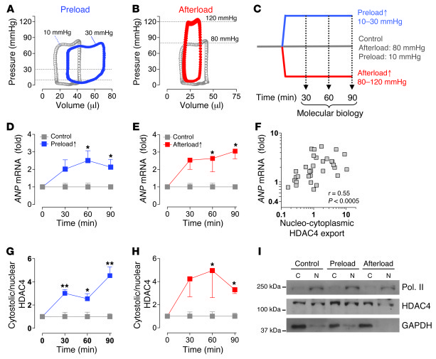 Acutely increased hemodynamic load induces ANP gene activation and nucle...