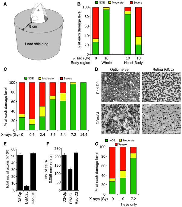 Local radiation robustly protects from glaucoma in DBA/2J mice (assessed...