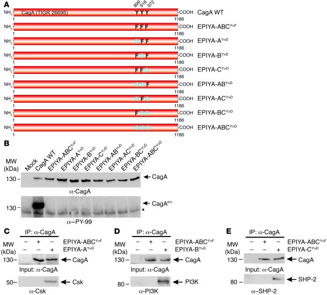 Generation of phosphomimetic CagA mutants and their interaction with hos...