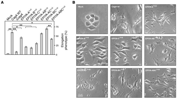 
H. pylori expressing phosphomimetic CagA mutants induce AGS cell elonga...