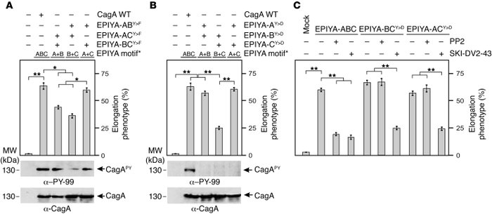 Dual infection of H. pylori strains expressing different single phosphor...