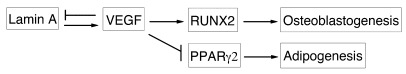 Diagram illustrating a model for the reciprocal functional interactions ...