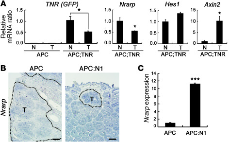 Nrarp represents Notch signaling activity in intestinal tumors.
(A) Real...