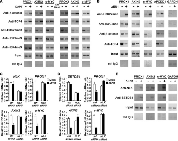 Notch signaling regulated expression of WNT target genes through epigene...