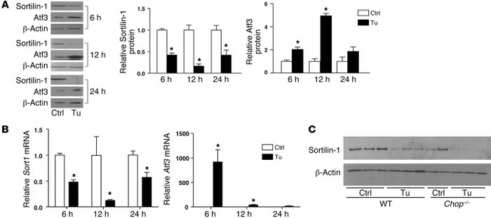 Tunicamycin decreased sortilin-1 expression in vivo.
(A) Western blot an...