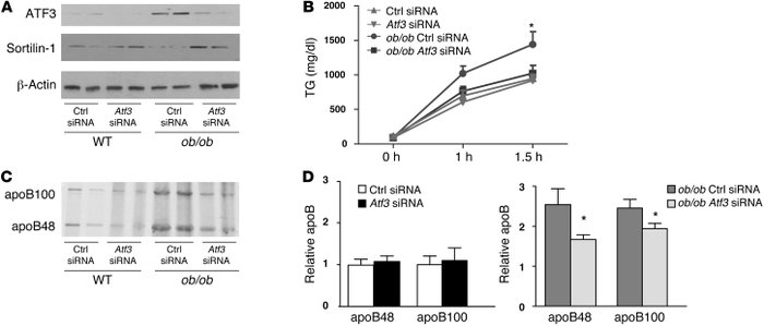 Atf3 deficiency rescued sortilin-1 expression and reduced apoB productio...