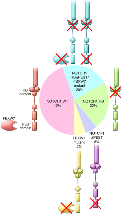 Prevalence and mechanisms of aberrant NOTCH1 signaling in T-ALL (40, 125...