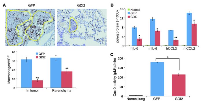 GDI2-reduced lung metastases are associated with decreased lung inflamma...