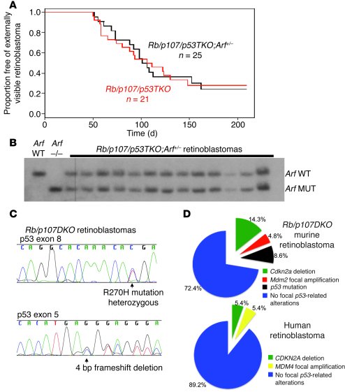 Inactivation of p53 abrogates selection for Arf LOH in murine retinoblas...