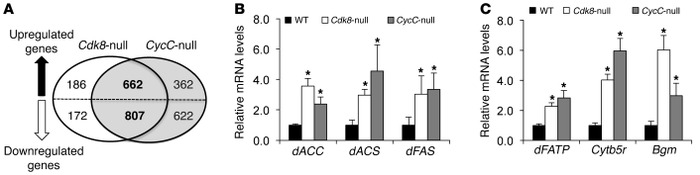 Role of CDK8 and CycC in gene expression in Drosophila larvae.
 
(A) Num...