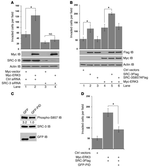 ERK3 promotes A549 cell invasion in a SRC-3–dependent manner, and S857 p...