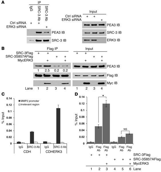 ERK3 promotes the interaction of SRC-3 with PEA3 and occupancy of SRC-3 ...