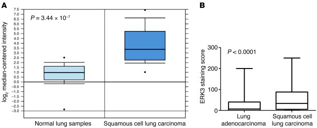 ERK3 is highly upregulated in human lung carcinomas.
(A) ERK3 gene expre...