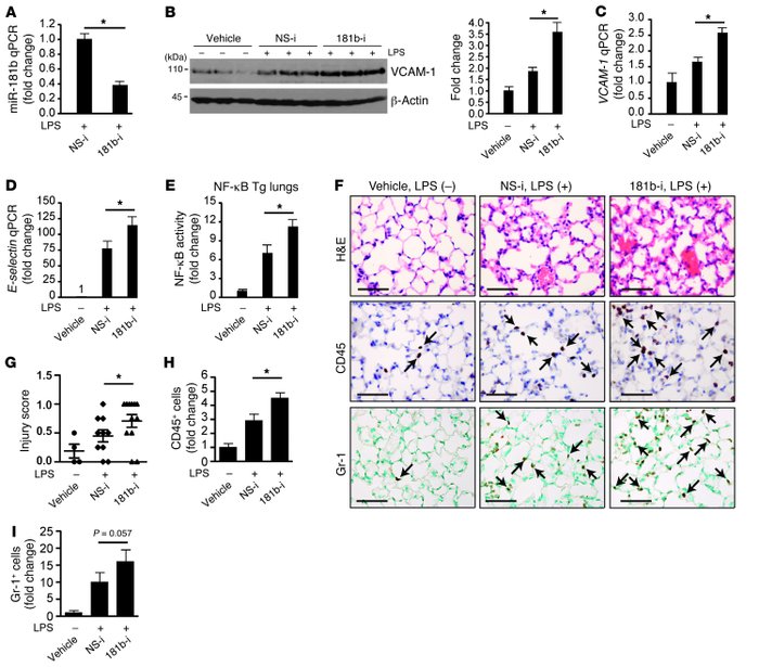 Inhibition of miR-181b potentiates LPS-induced proinflammatory gene expr...