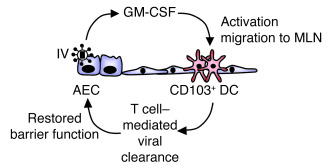 AEC GM-CSF mediates recovery from IV-induced lung injury by improving an...