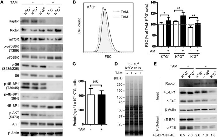 4E-BP1–independent cell growth of Raptor-deficient AML cells.
 
(A) Phos...