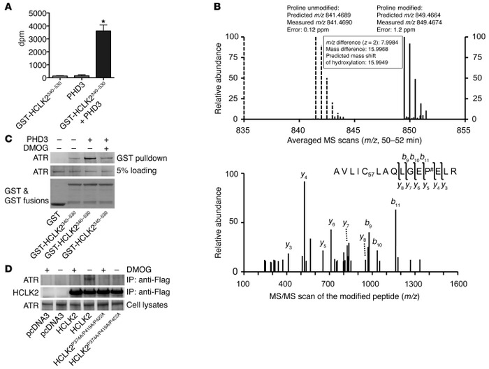 PHD3 hydroxylation of HCLK2 mediates the interaction between HCLK2 and A...