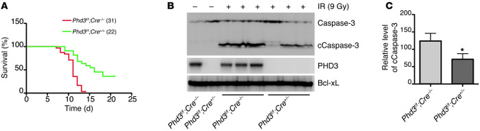 Depletion of PHD3 inhibits caspase-3 activation induced by IR in thymuse...