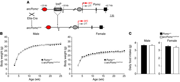 Arcuate Pomc rescue in the embryo normalizes food intake and body weight...