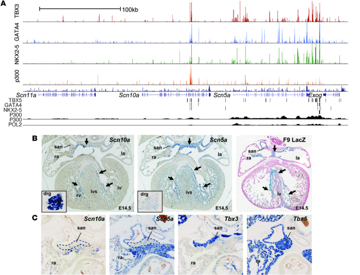 
Scn5a and Scn10a are regulated by TBX3.
 
(A) Overview of the ChIP-seq ...