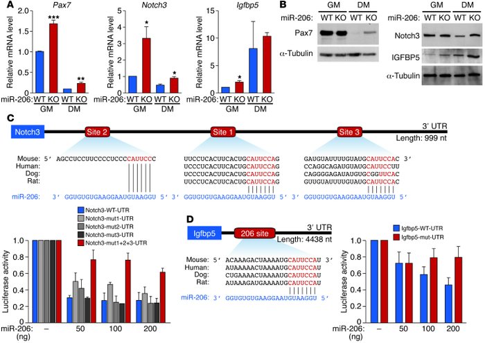 miR-206 regulates expression of target genes involved in SC proliferatio...