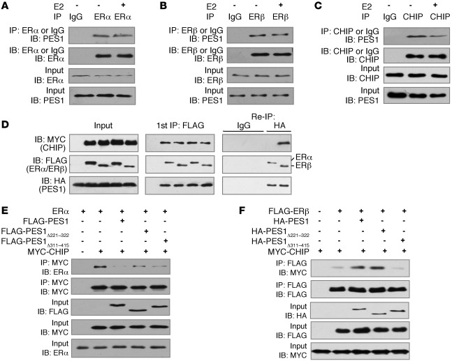 PES1 and CHIP formed a complex with ERβ but not with ERα.
(A–C) Coimmuno...