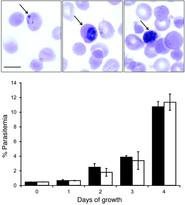 
P. falciparum LS infection in FRG NOD huHep mice transitions to blood-s...