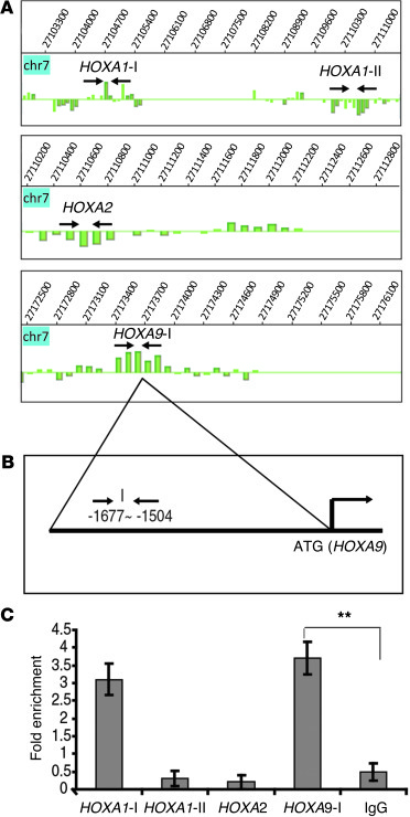 
SALL4 binds to the promoter region of HOXA9 in the AML cell line.
 
(A)...
