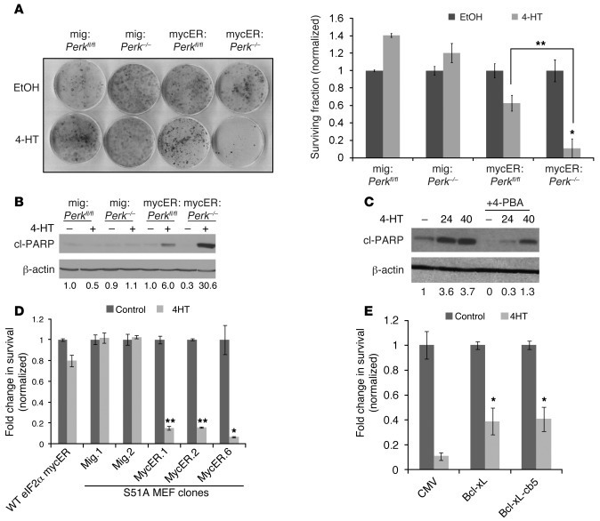 Loss of UPR signaling results in c-Myc–induced caspase-dependent apoptos...