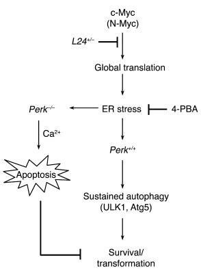 Model of the role of UPR activation in cytoprotection during Myc-depende...