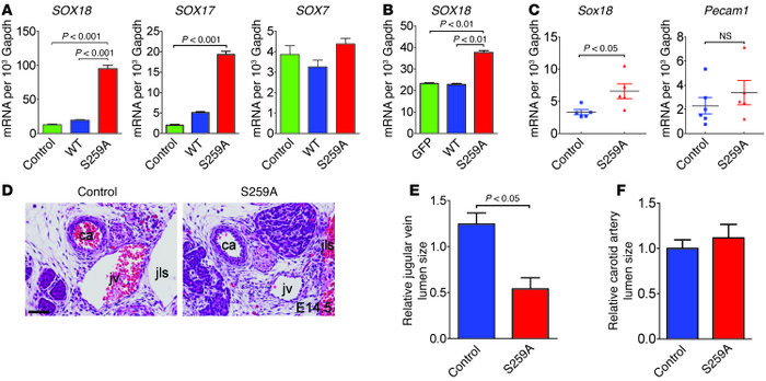 
RAF1S259A induces Sox18 expression.
 
(A) qPCR of SOX18, SOX17, and SOX...