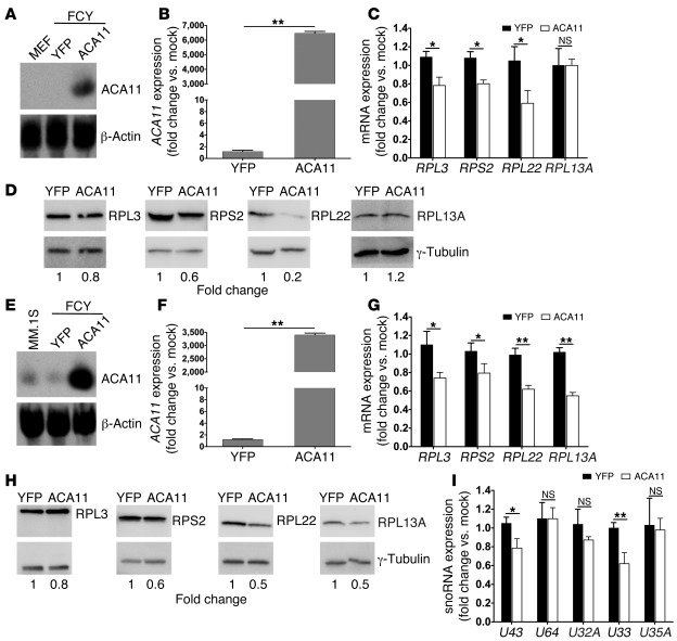 ACA11 provides evidence for the t(4;14) gene signature in part — ACA11 i...
