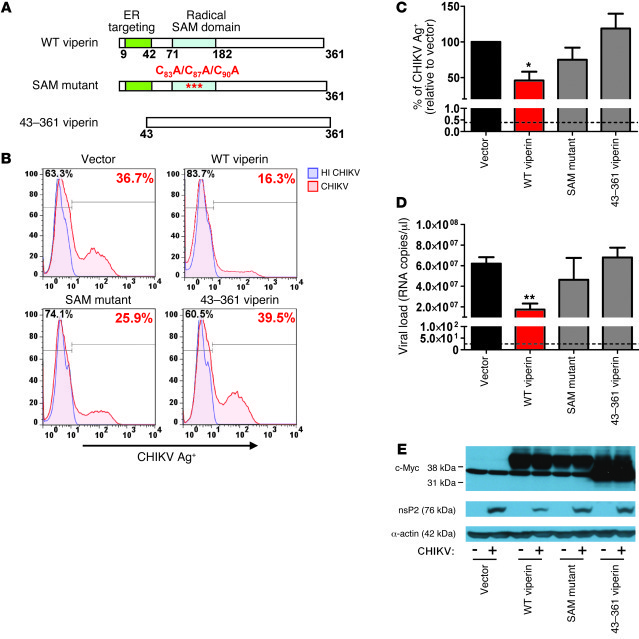 Overexpression of viperin controls CHIKV replication.
(A) Schematic repr...
