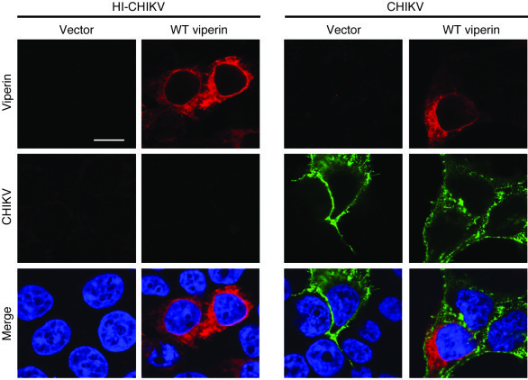 Subcellular localization of CHIKV and viperin during CHIKV infection.
HE...
