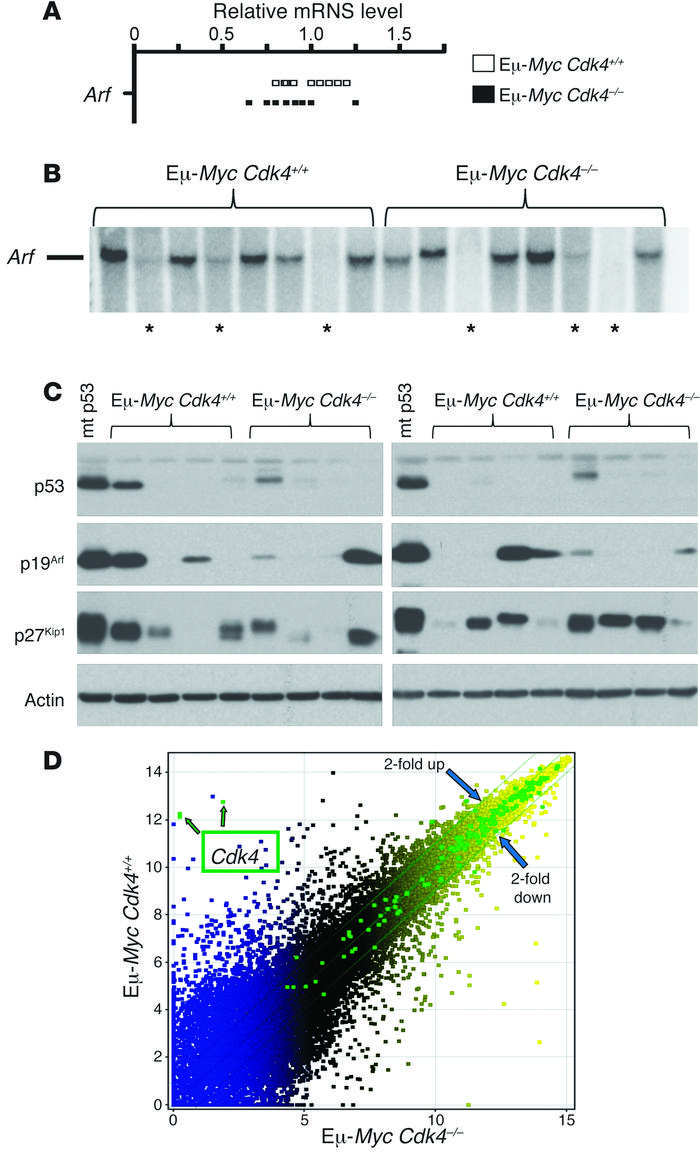 CDK4 deficiency does not affect the expression of Arf in Eμ-Myc B cells,...