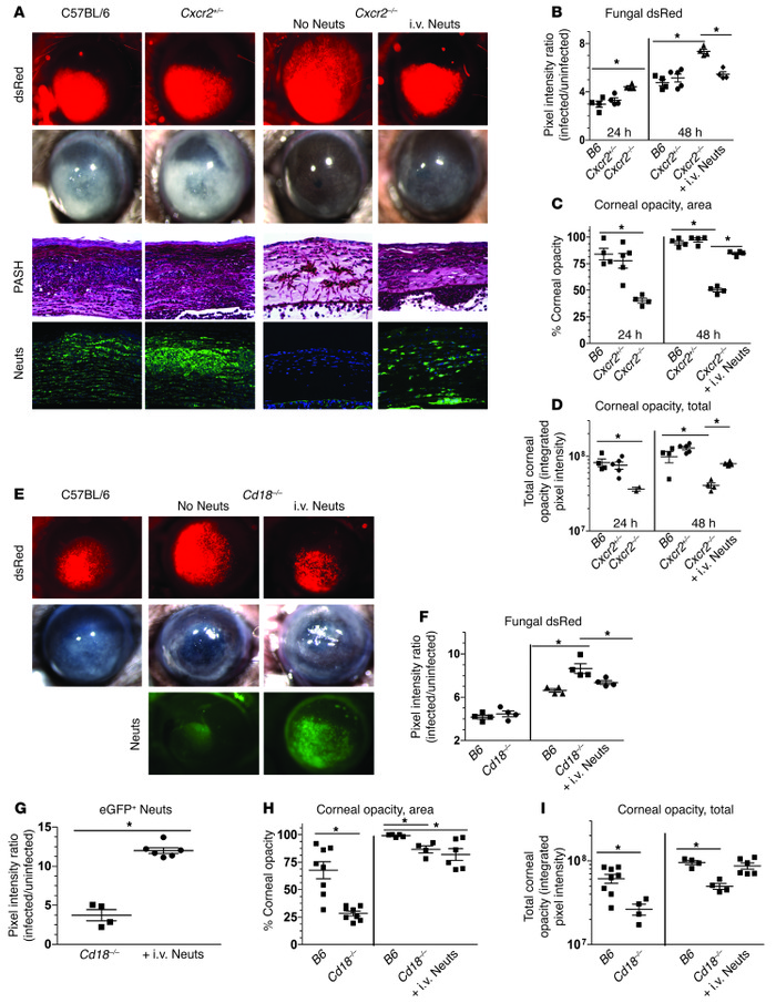 Neutrophil adoptive transfer restricts fungal growth during corneal infe...