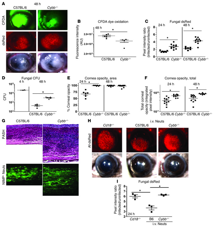 Neutrophil NOX is required for control of A. fumigatus fungal growth dur...