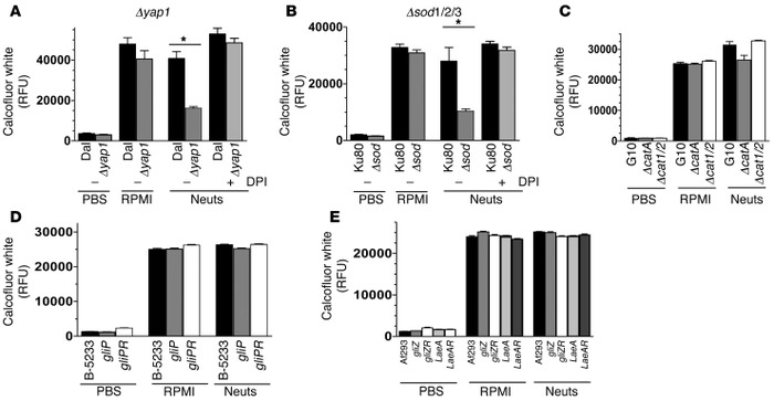 Yap1, SOD1/2/3, but not catalases or secondary metabolites mediate hypha...