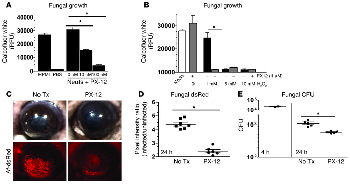 Thioredoxin is required for hyphal survival during neutrophil exposure, ...