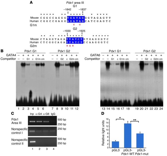 GATA4 and GATA6 bind to the Pdx1 conserved area III in vitro and in panc...