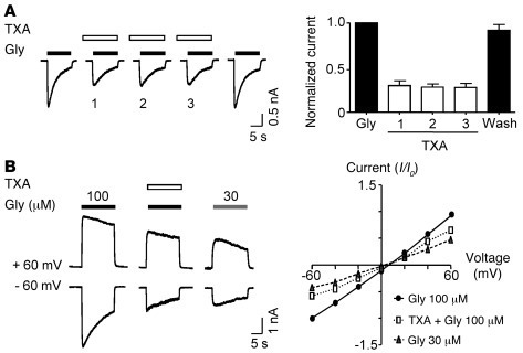 TXA inhibition of glycine receptors is not use or voltage dependent.
(A)...