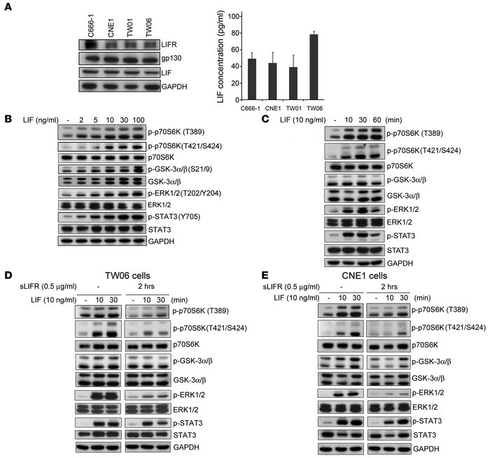 LIF activates the p70S6K-signaling pathway.
(A) Protein expression of LI...