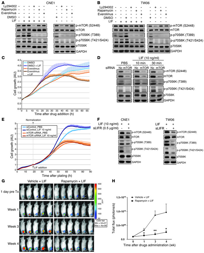 LIF-induced activation of p70S6K is mediated through mTOR.
(A and B) Inh...