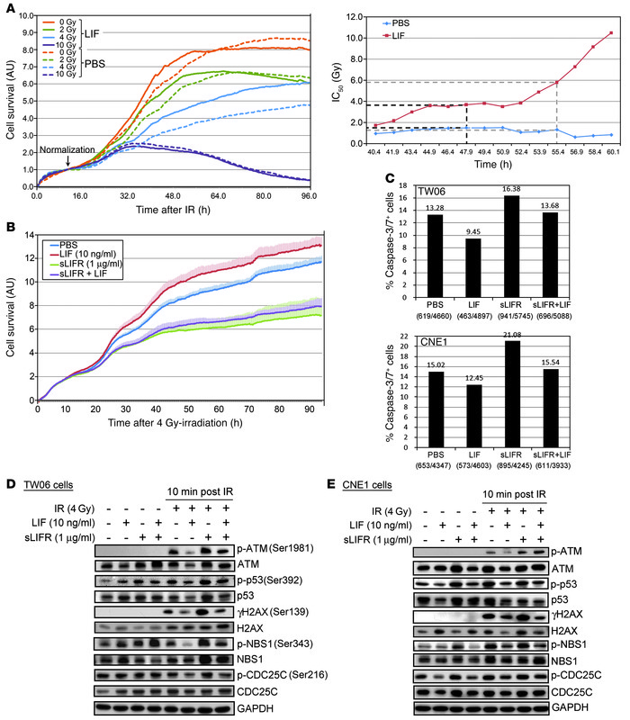 LIF treatment increases survival of NPC cells exposed to IR.
(A) Plot of...