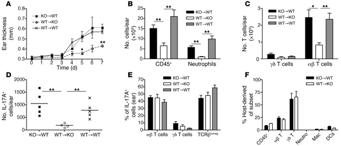 IL-36R on radioresistant resident cells is crucial for the expression of...